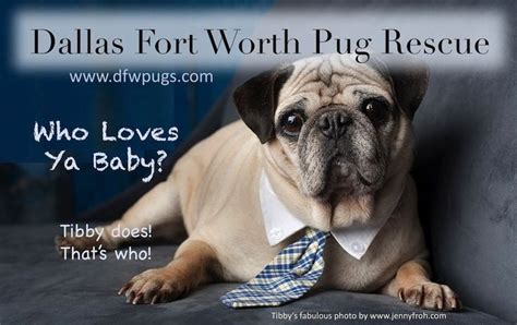 Dallas fort worth pug rescue. Things To Know About Dallas fort worth pug rescue. 